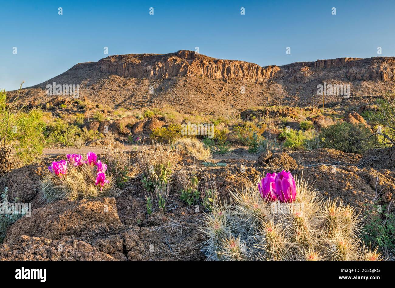 Strawberry Cactus in Bloom, La Mota Mountain, Big Bend Ranch State Park, Texas, USA Stockfoto