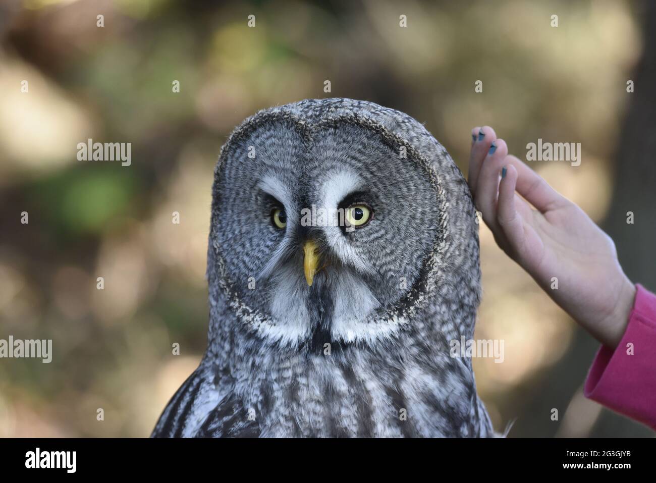 Bärtige Owl (Strix Nebulosa) Stockfoto