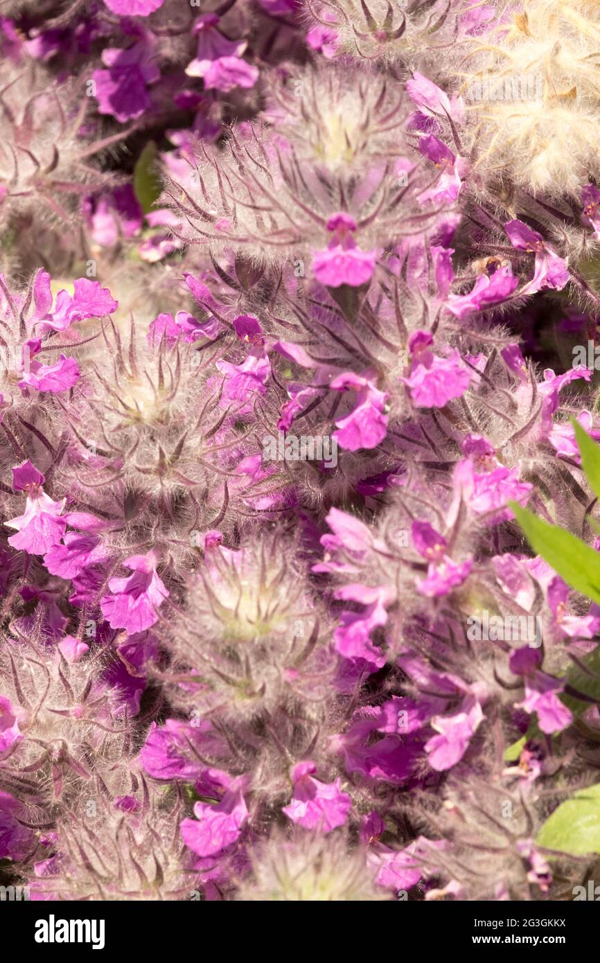 Lammohren Stachys lavandulifolia Stockfoto