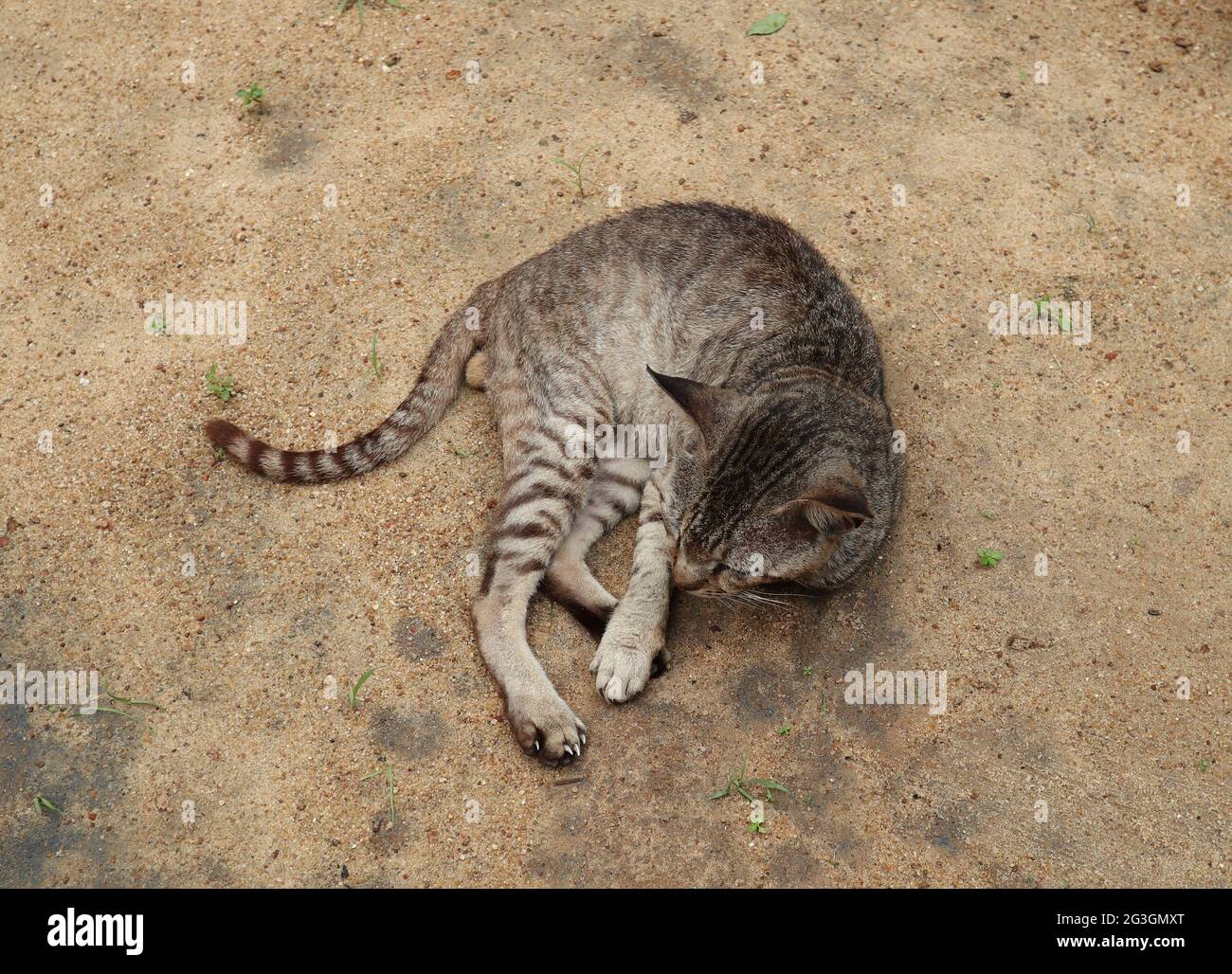 Blick von oben auf eine braun gestreifte Katze ruht auf dem Sand Stockfoto