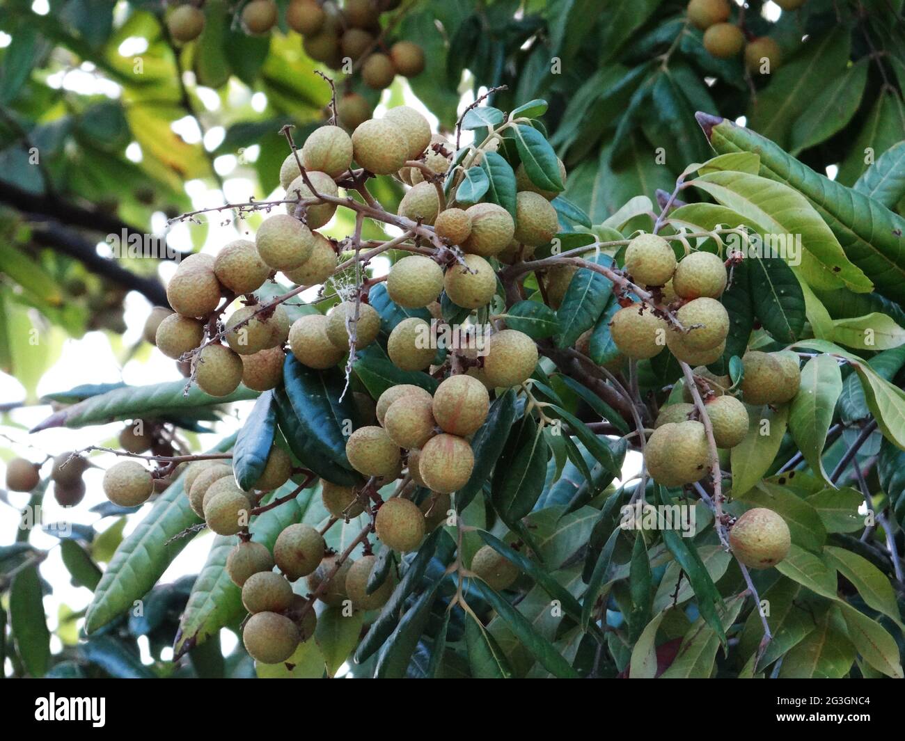 Longanische Obstbäume sind voller longaner Früchte Stockfoto