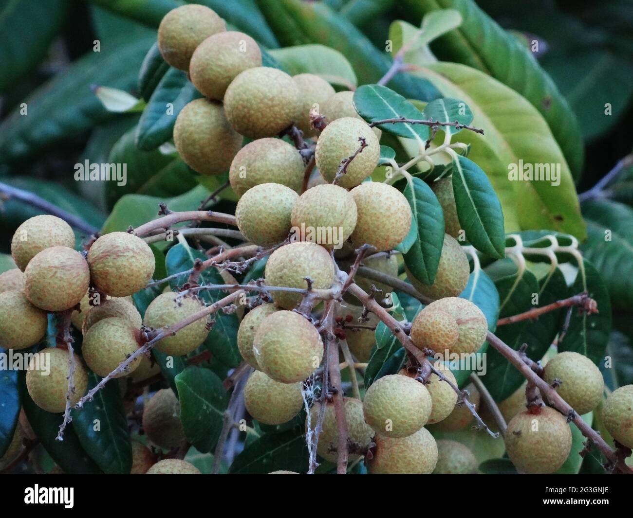Longanische Obstbäume sind voller longaner Früchte Stockfoto