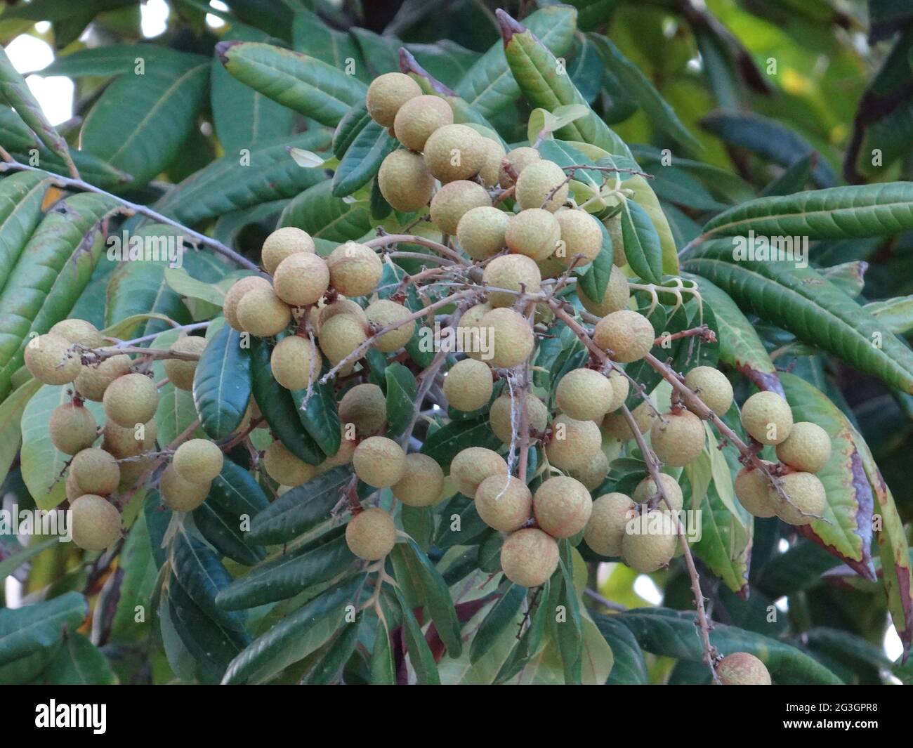 Longanische Obstbäume sind voller longaner Früchte Stockfoto