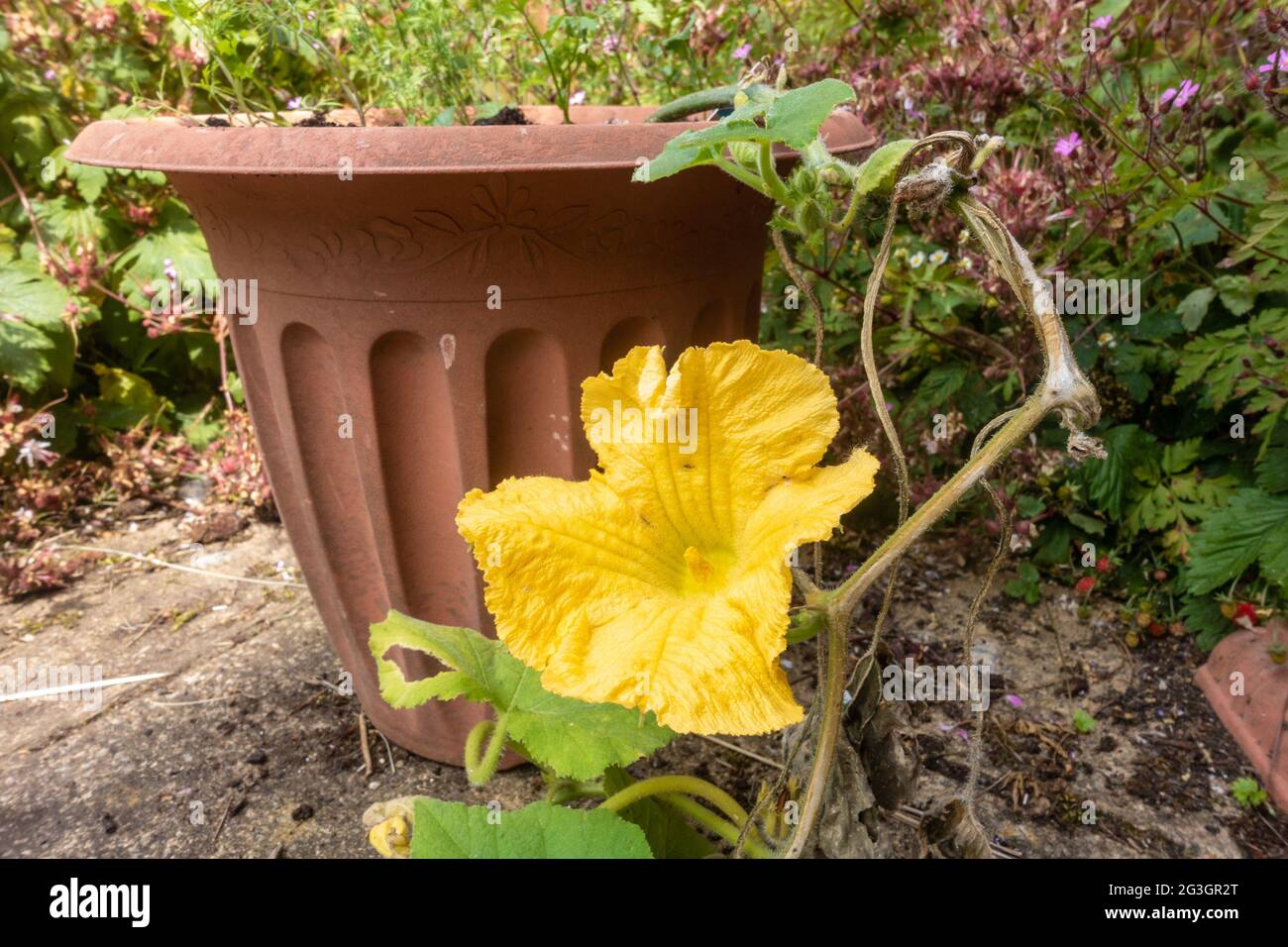 Eine gelbe Blume auf einer Butternut-Kürbispflanze, die in einer Wanne auf einer Gartenterrasse wächst. Stockfoto