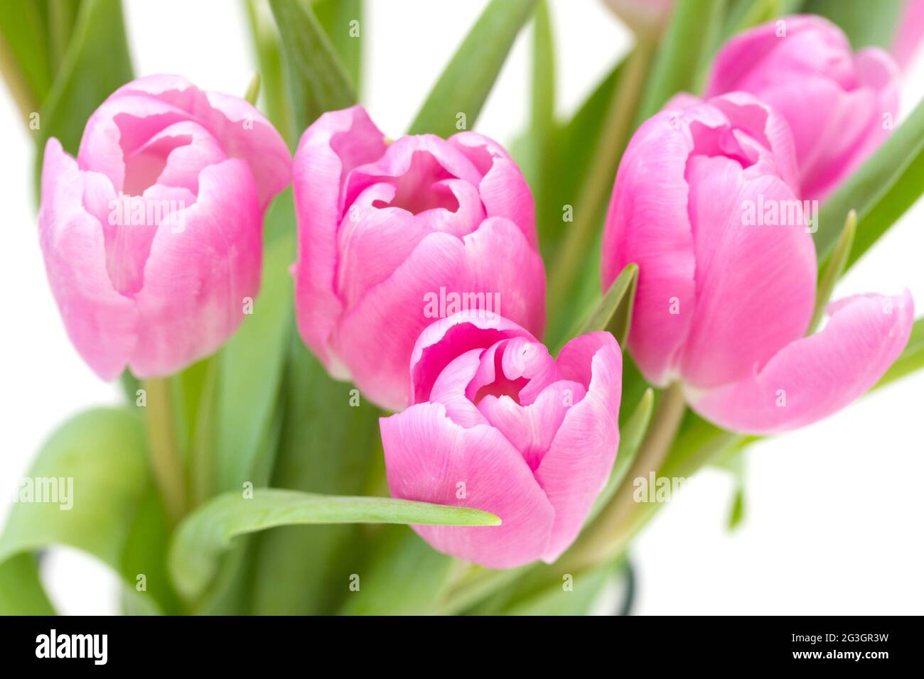 Rosa Tulpen auf weißem Hintergrund Stockfoto