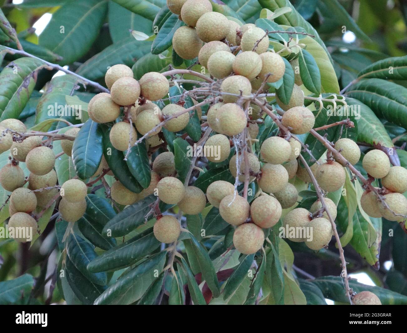 Longanische Obstbäume sind voller longaner Früchte Stockfoto