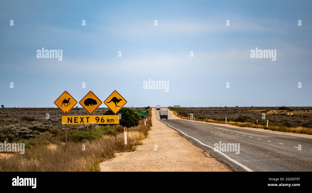 Überquerung von Kamelen, Wombats und Kängurus auf dem Eyre Highway an der Far West Coast von South Australia in der Nähe des Nullarbor Roadhouse Stockfoto