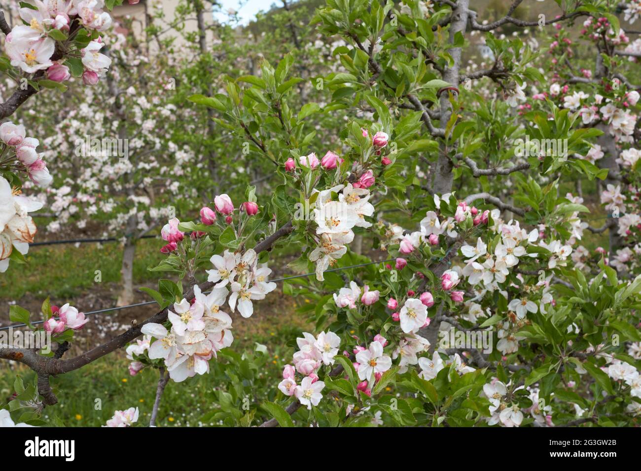 Malus domestica weiß und rosa Blüten Stockfoto