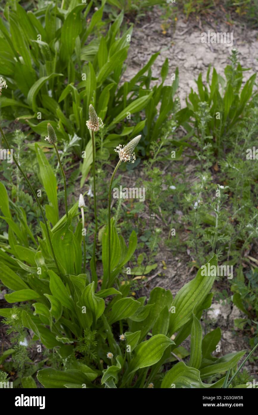 Plantago lanceolata in Blüte Stockfoto