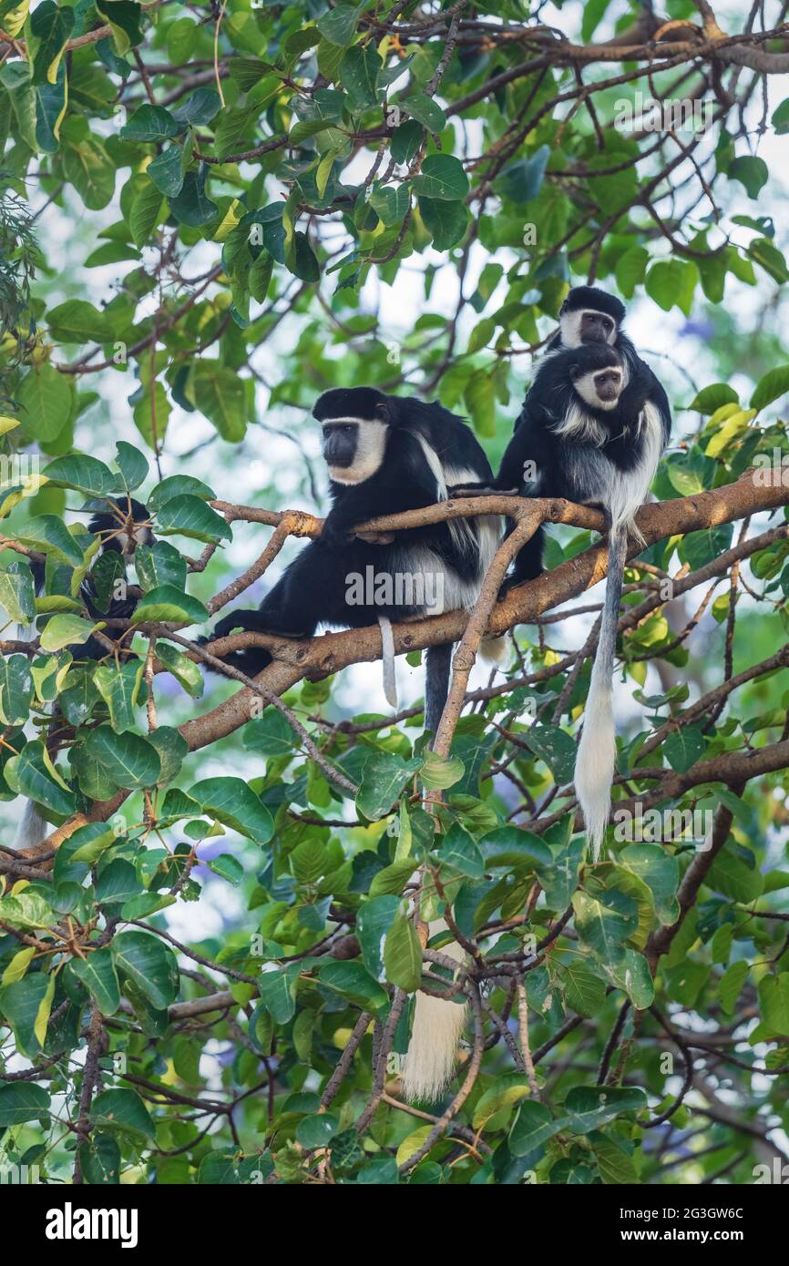 Schwarz-weiß Colobus - Colobus guereza, schöne schwarz-weiße Primaten aus afrikanischen Wäldern und Wäldern, Harenna Wald, Äthiopien. Stockfoto