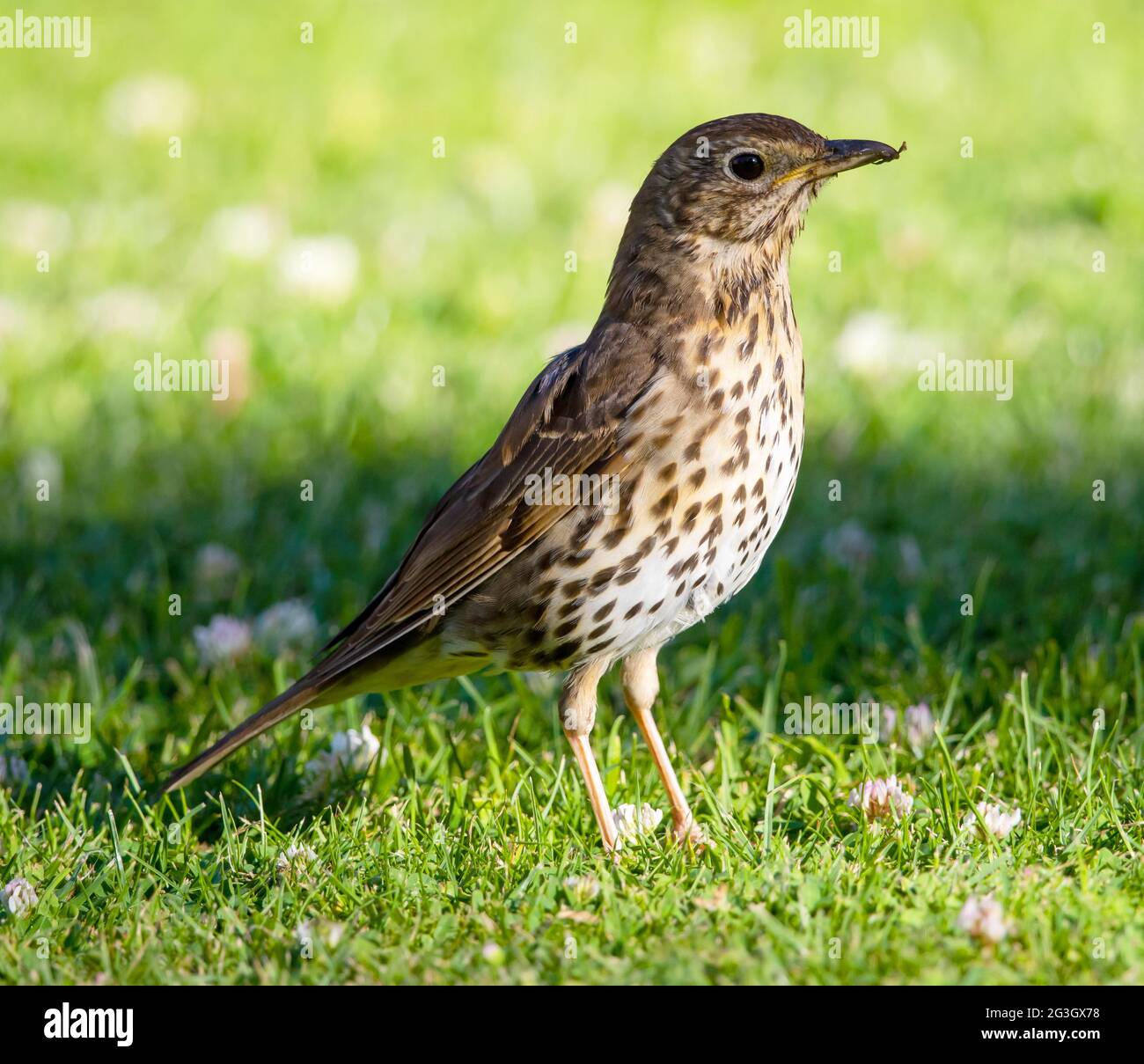 Song Thrush auf dem Rasenmäher in der Tewkesbury Abbey Stockfoto