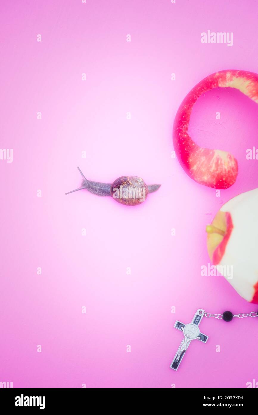 Gartenschnecke mit Tentakeln, die aus dem roten Apfel, teilweise geschält und Rosenkranz, herauskriecht. Konzept des Kontrasts, seltsam, ungewöhnlich, anders Stockfoto