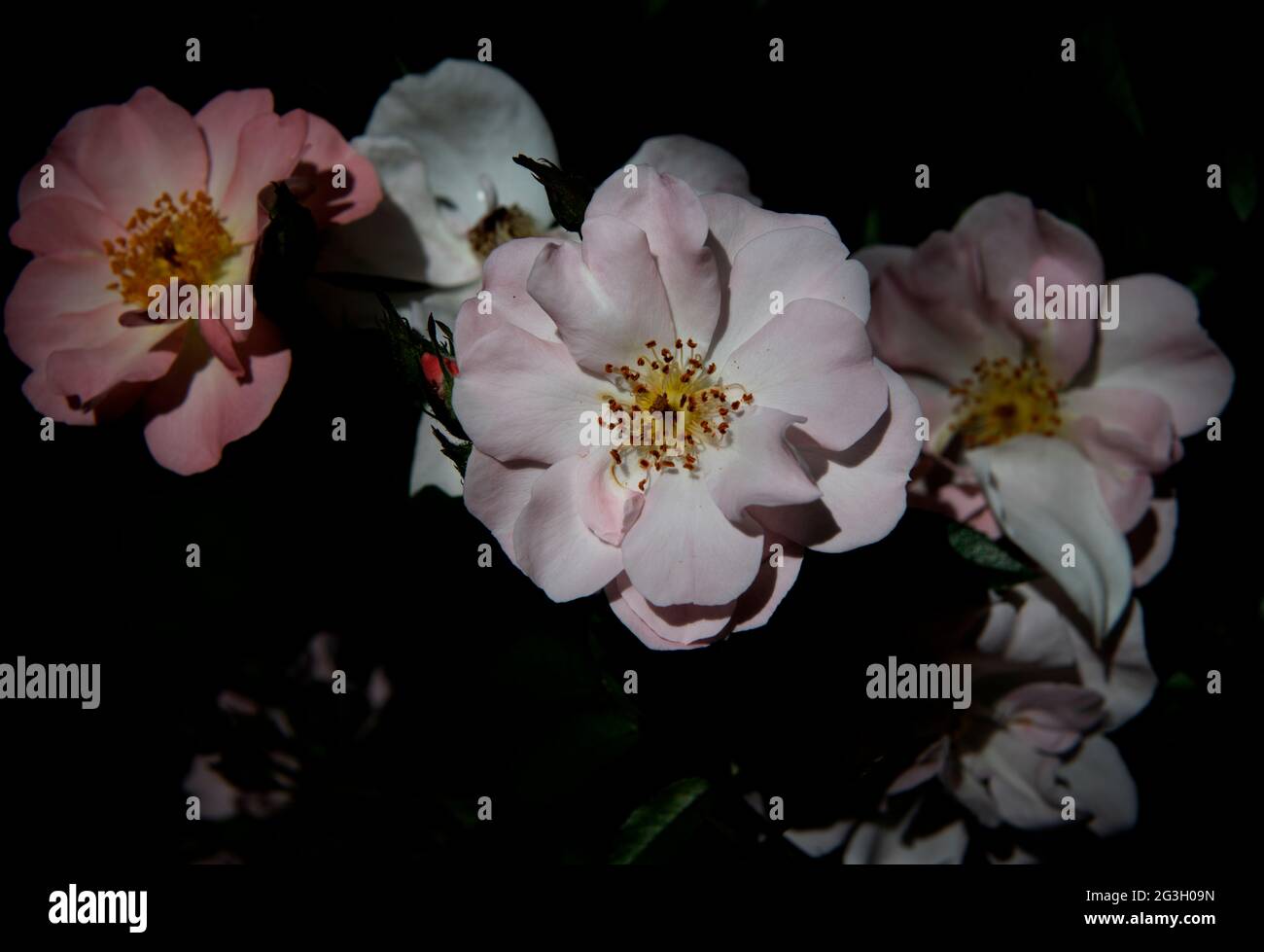 Traditionelle weiße Rose, fotografiert im Fotografengarten in Thaxted im Norden von Essex, England Stockfoto