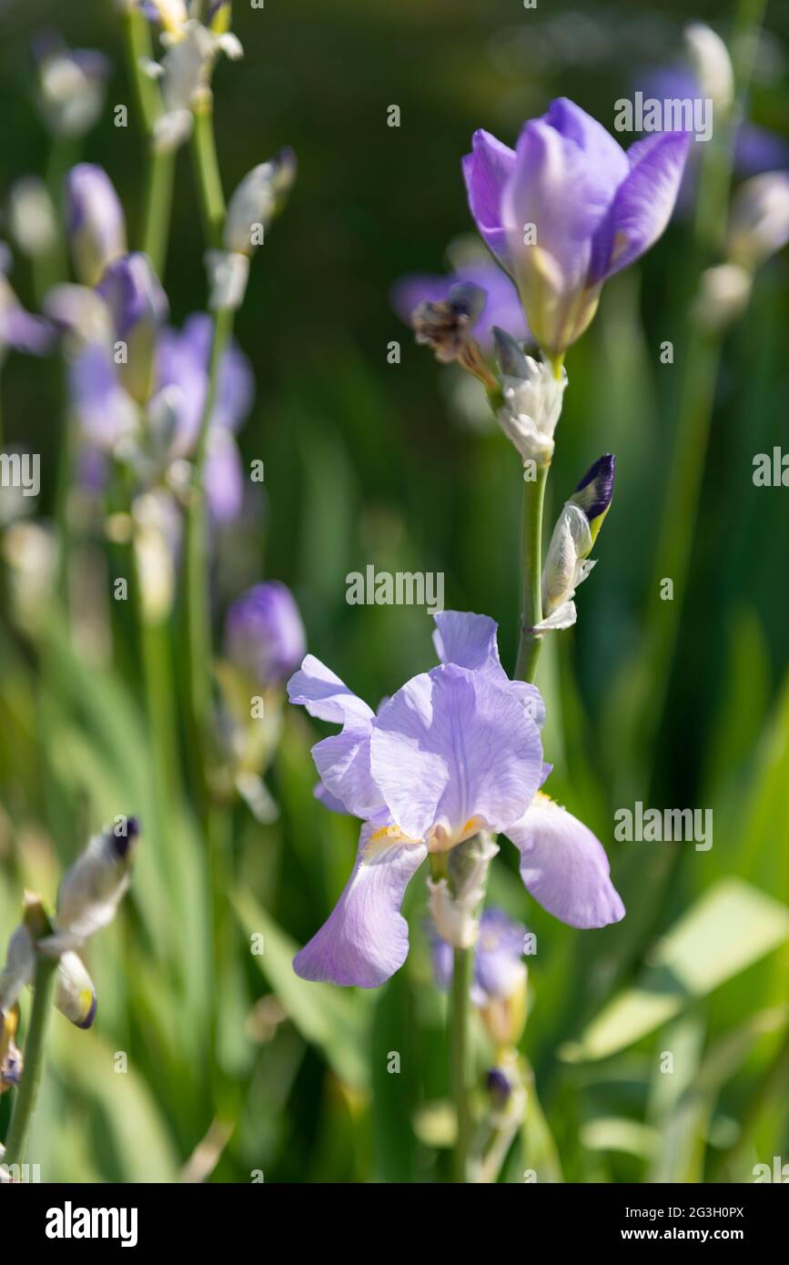 Lila Iris Pflanzen in einem Hausgarten Stockfoto