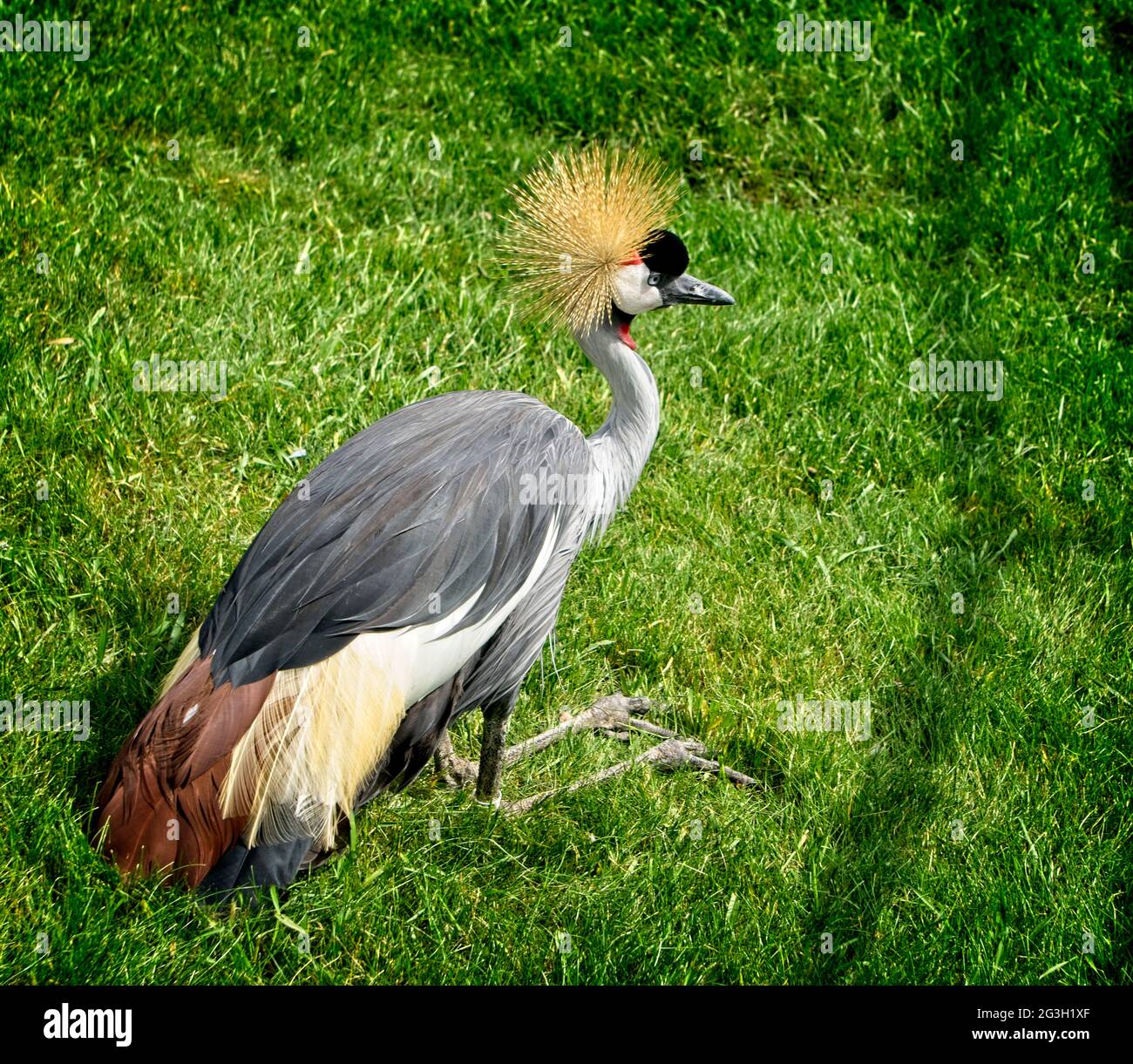 Grauer Kranich aus Calgary Zoo Alberta Stockfoto