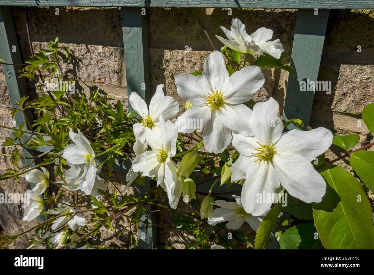 Weiße Clematis 'Avalanche' Blüten blühen aus nächster Nähe an einer Wand im Garten im Frühjahr England Vereinigtes Königreich GB Großbritannien Stockfoto