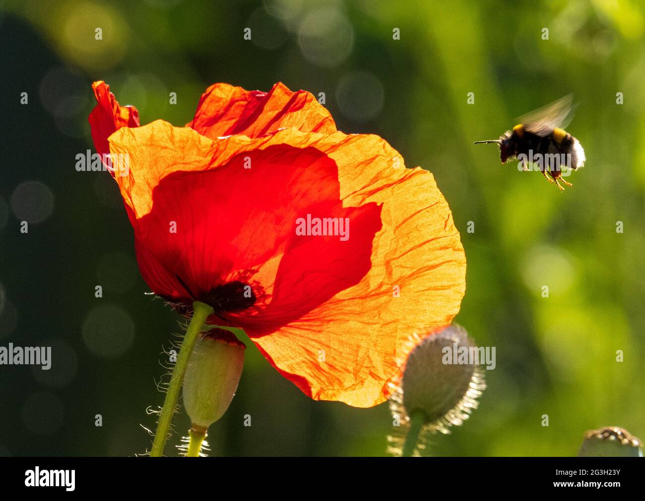 Biene fliegt zur Mohnblume Stockfoto