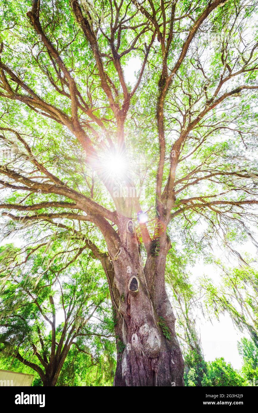 Live Oak Tree, Quercus virginiana bei einem lokalen Postamt in Nord-Zentral-Florida. Stockfoto