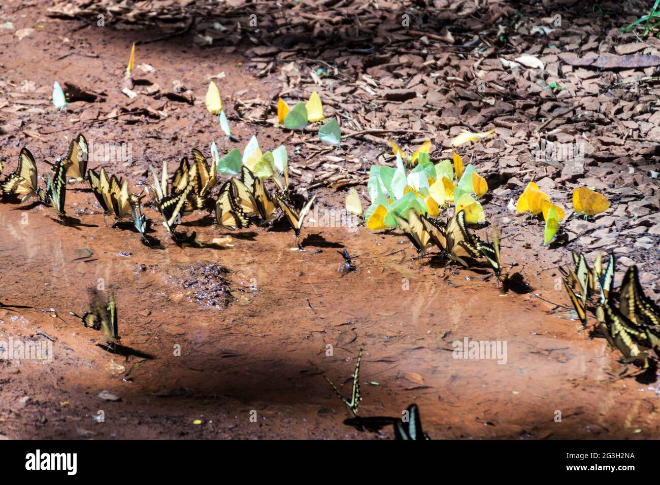 Schmetterlinge im Iguazu Nationalpark in Argentinien Stockfoto