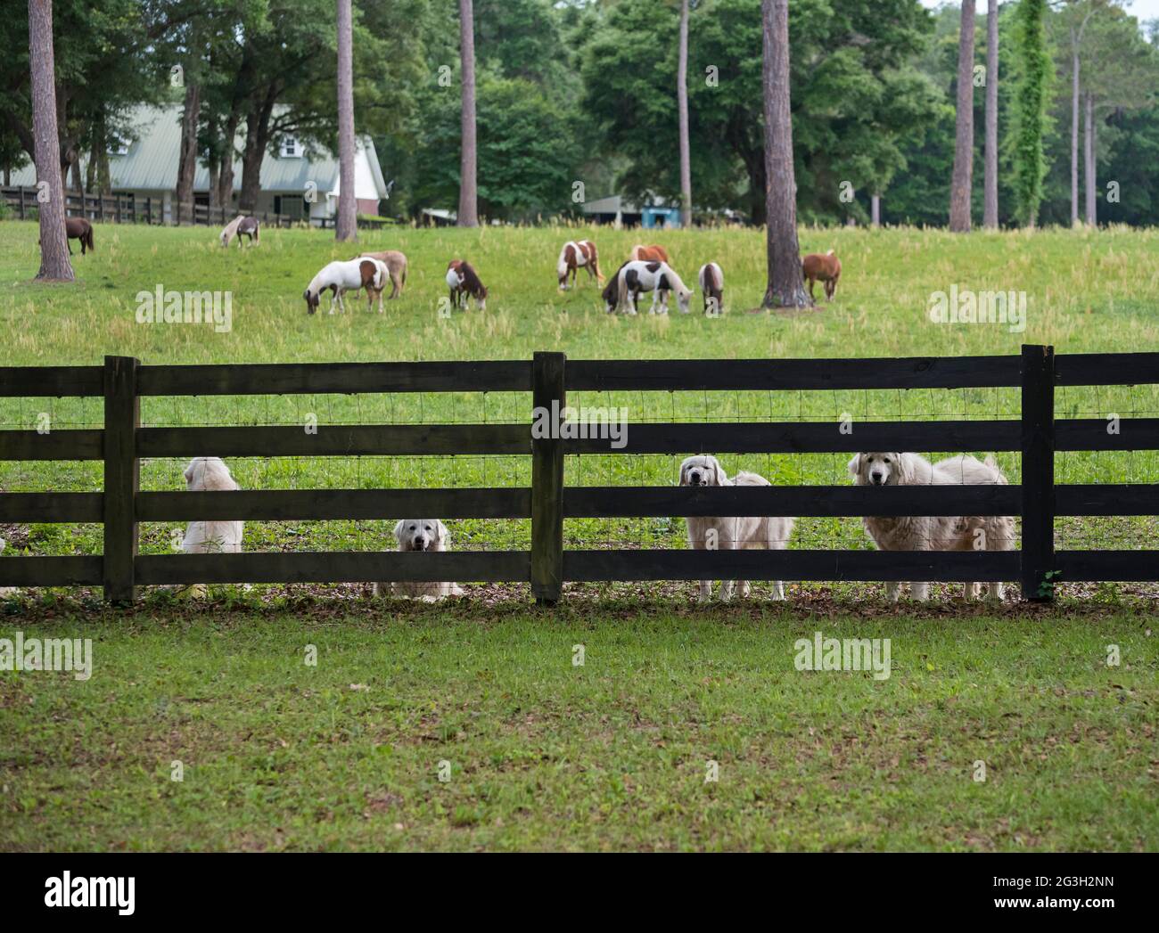 Miniaturpferde, die von Hunden bewacht werden...Miniaturpferde, die auf einer Weide in Nord-Zentral-Florida grasen. Stockfoto