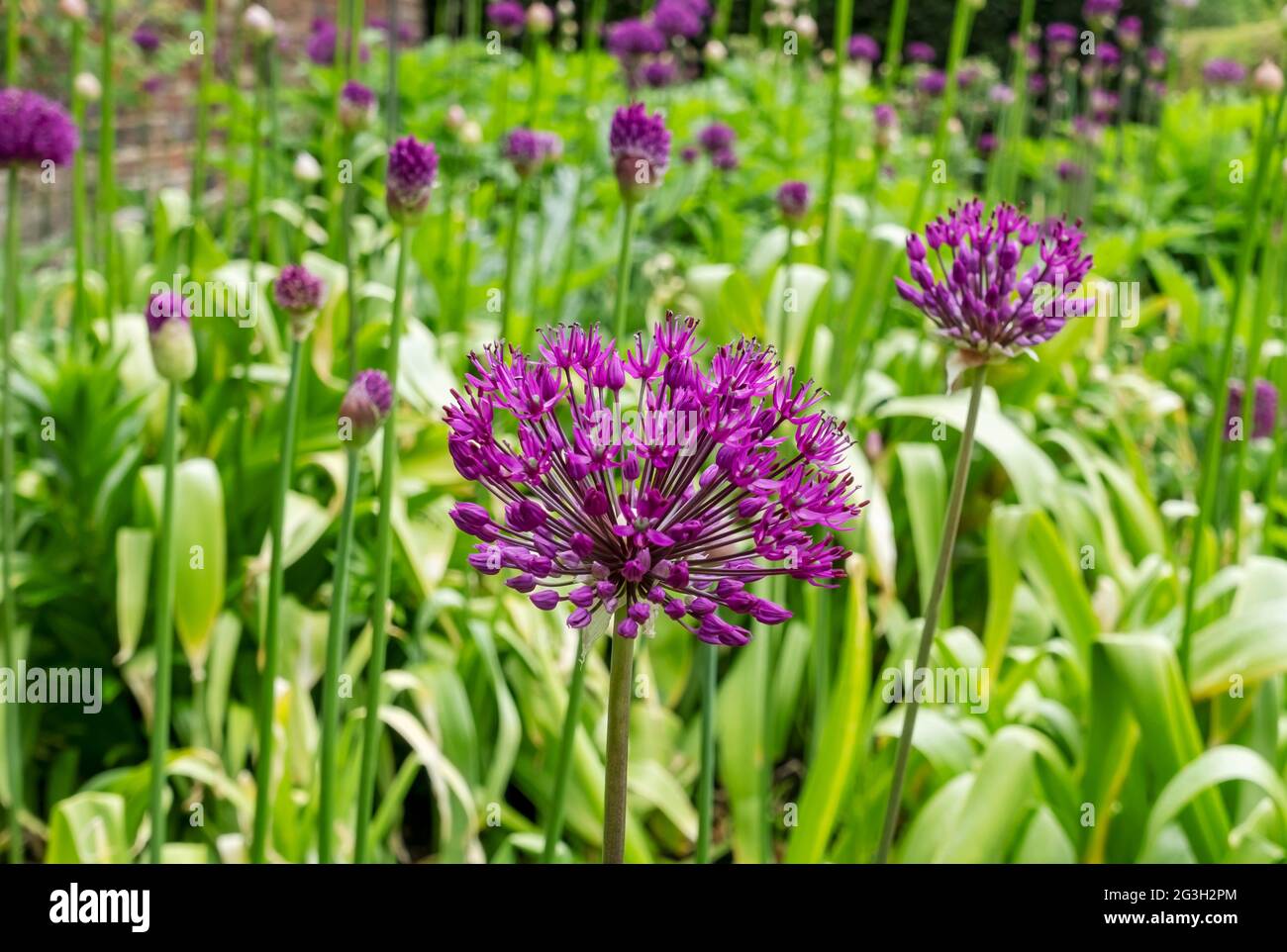 Nahaufnahme von purpurnen Allium-Allium-Blüten blühen in einem Blumengarten im Sommer England Vereinigtes Königreich GB Großbritannien Stockfoto