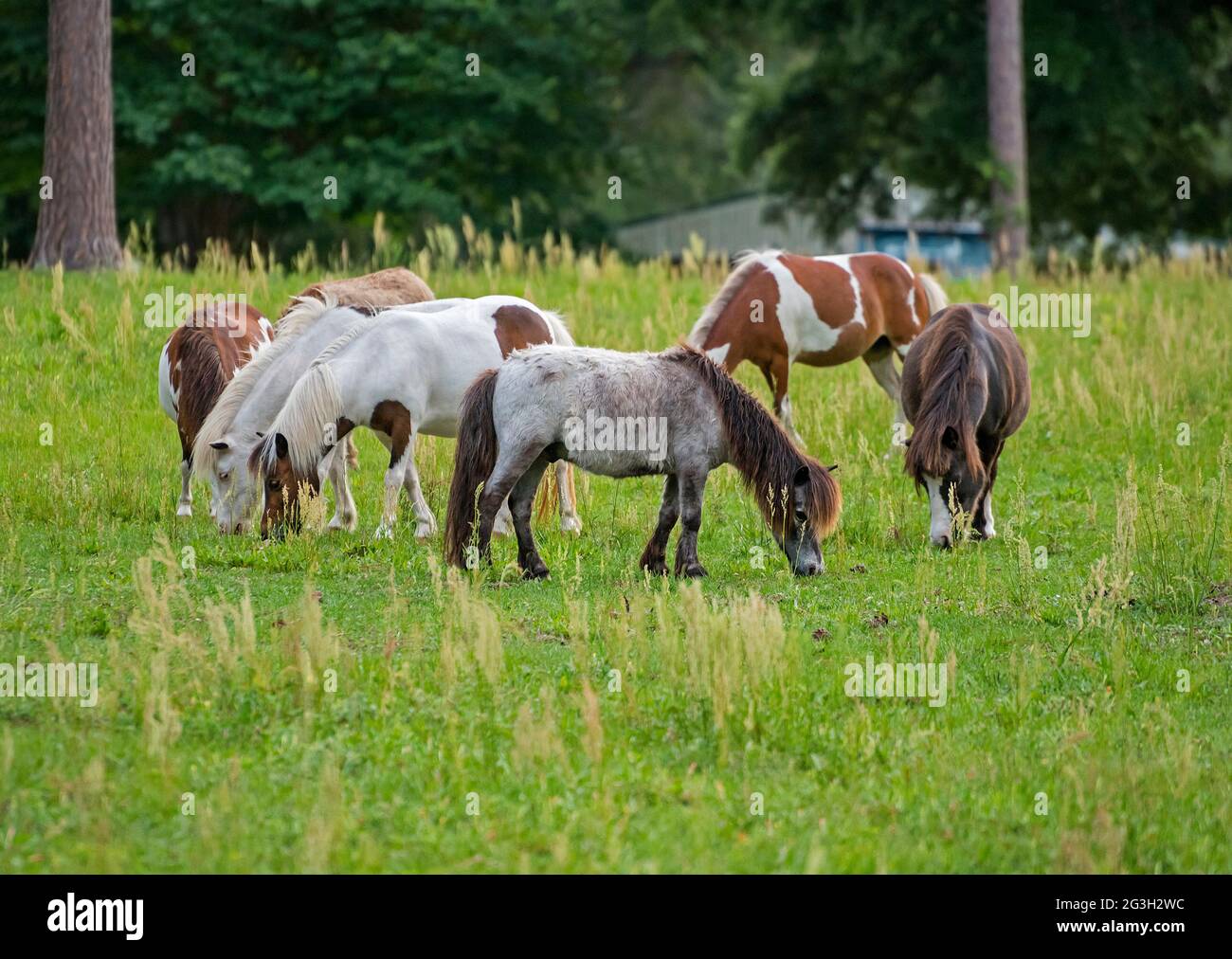 Miniaturpferde grasen auf einer Weide in Nord-Zentral-Florida. Stockfoto