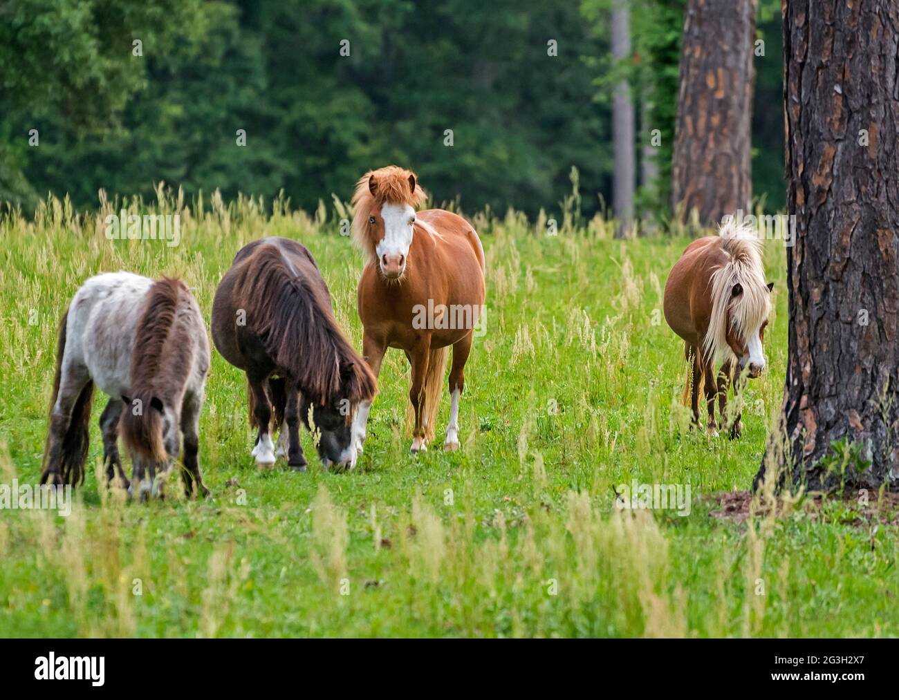 Miniaturpferde grasen auf einer Weide in Nord-Zentral-Florida. Stockfoto