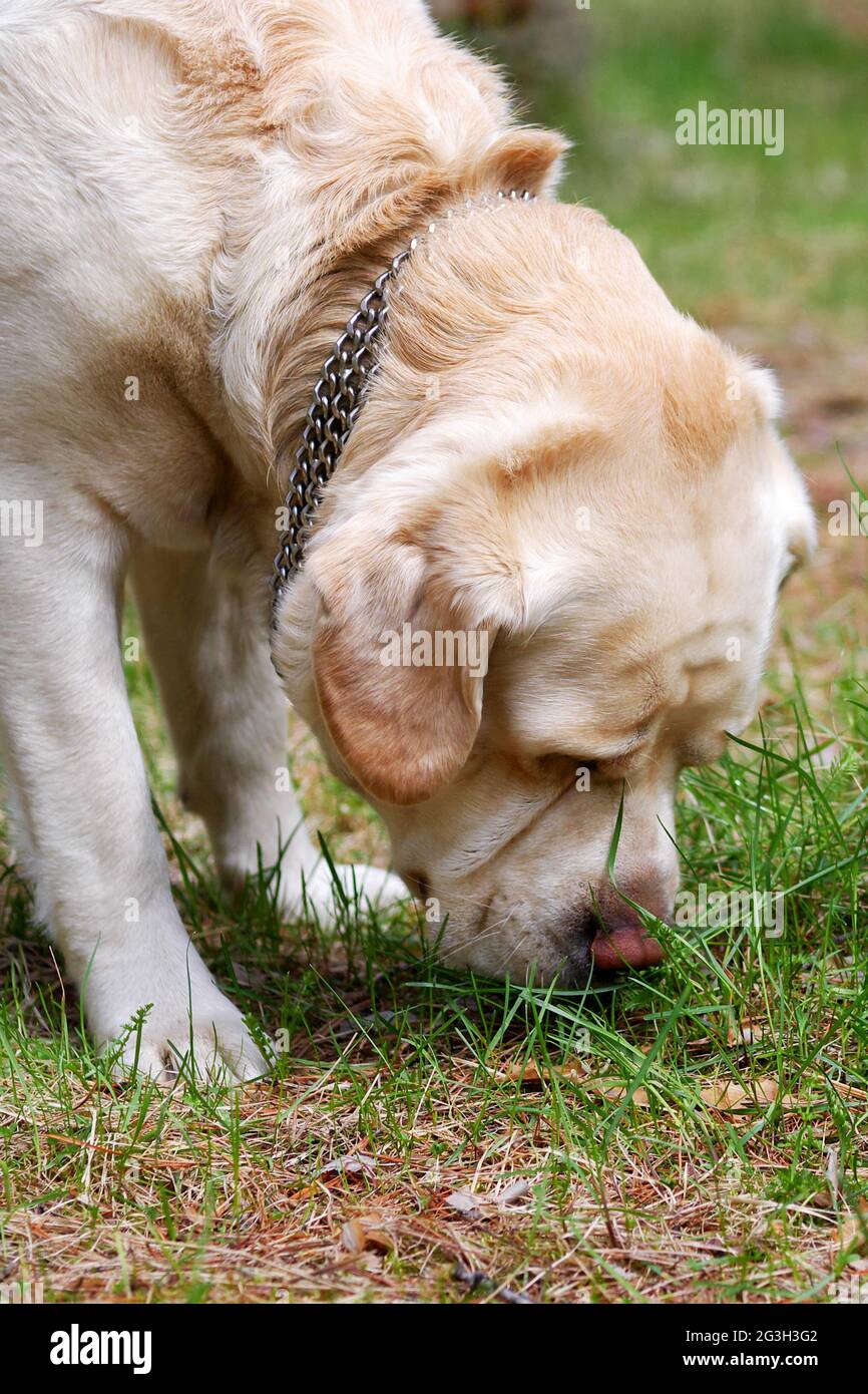 golden labrador Retriever schnüffelt das Gras auf dem Boden Stockfoto