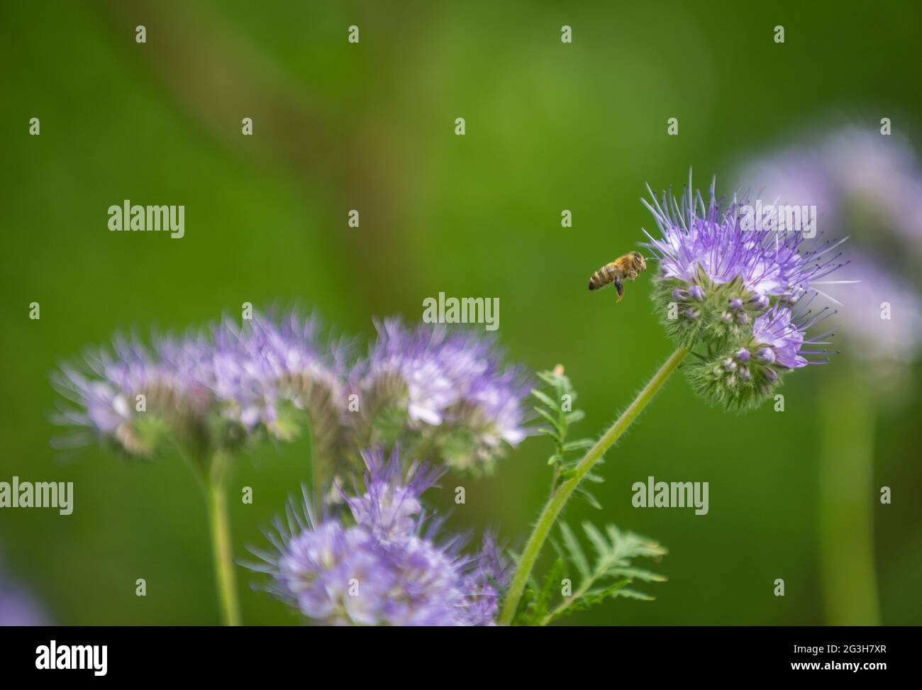 Honigbiene bestäubt eine Lacy Phacelia Wildblume. Stockfoto