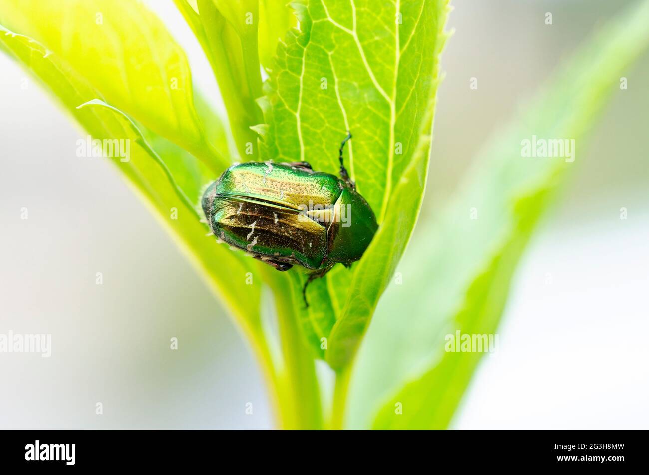 Rosenkäfer Cetonia aurata auf einem Blatt Stockfoto