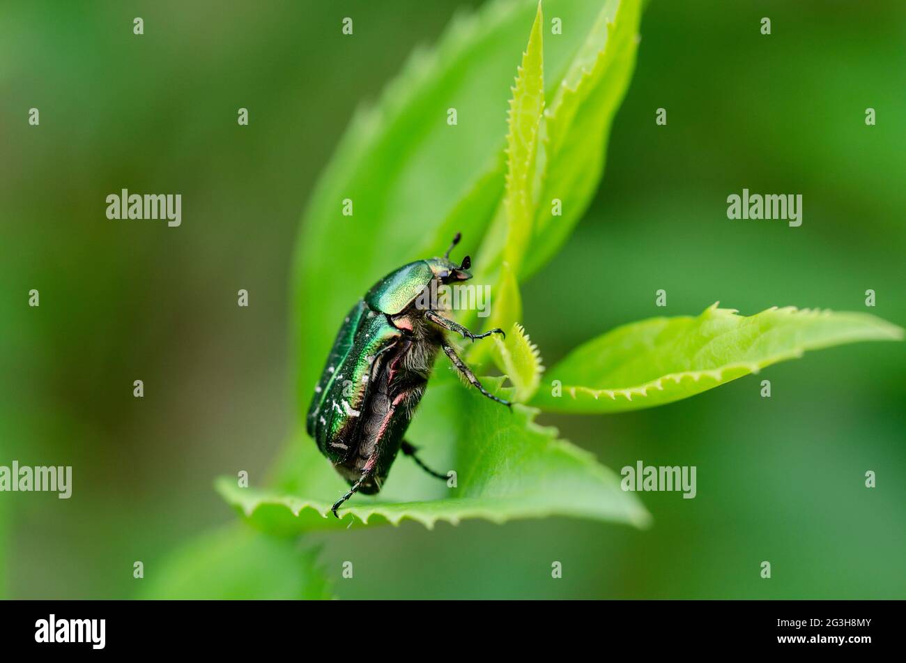 Rosenkäfer Cetonia aurata auf einem Blatt Stockfoto