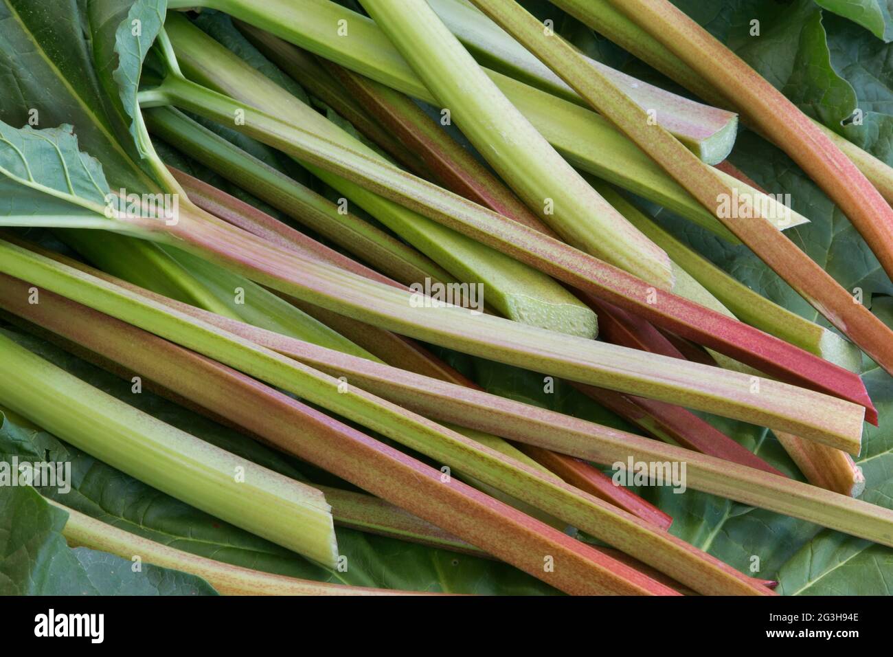 Geerntete Rhabarber-Stiele, die im Garten angebaut werden. Stockfoto