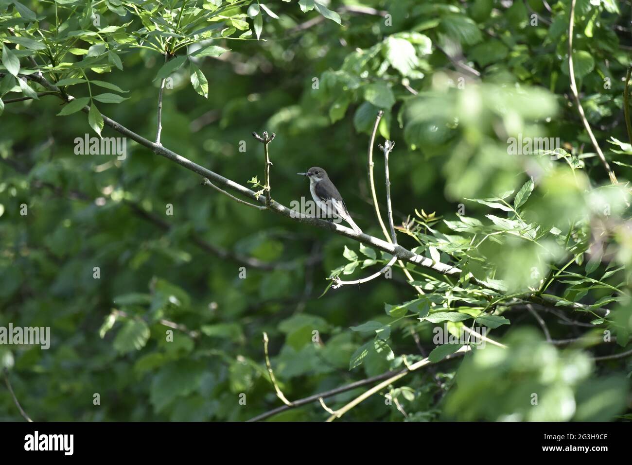 Sommerweibchen Europäischer Rattenfliegenfänger (Ficedula hypoleuca), der auf einem Zweig thront, der den Fluss Rhiw überhängend ist, mit Fliegen im Schnabel Stockfoto