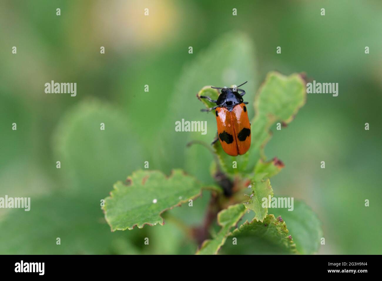 Ameisenbeutelkäfer Clytra laeviuscula in Nahaufnahme auf einem Blatt Stockfoto