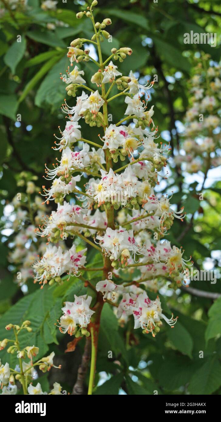 Ein Zweig eines Kastanienbaums mit grünen Blättern und einem Blütenstand von Blumen mit weißen und rosa Blütenblättern an einem Frühlingstag Stockfoto