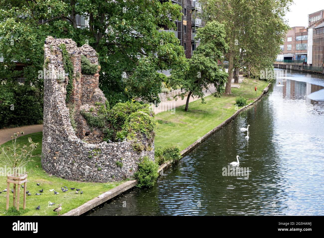 Östlicher Turm von unterhalb der Carrow Bridge, alte Stadtmauer von Norwich Stockfoto