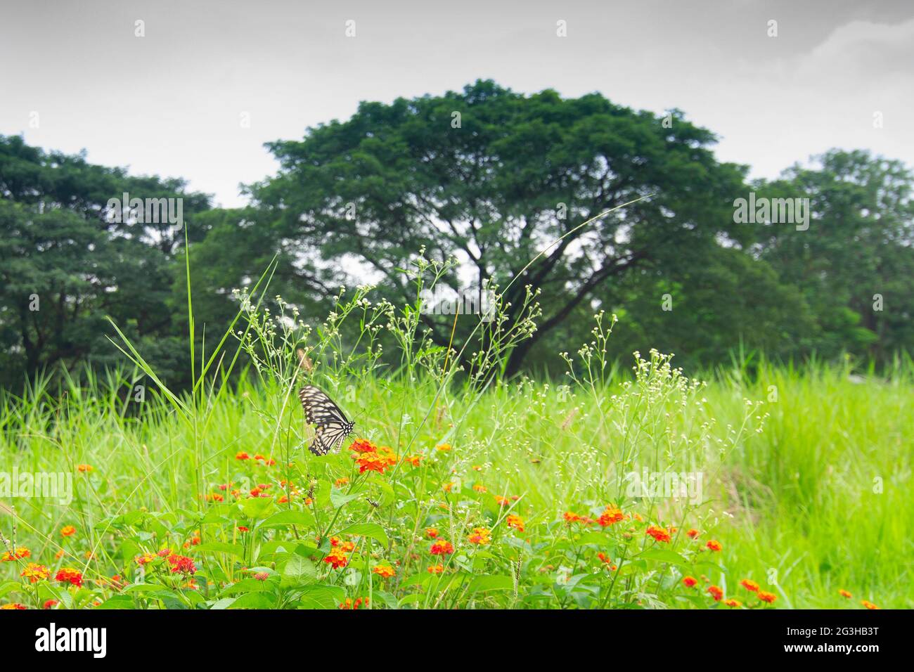 Schmetterling auf Blumen, Natur Stockbild - aufgenommen im Acharya Jagadish Chandra Bose Indian Botanic Garden, der früher als Indian Botanic Garden bekannt war Stockfoto