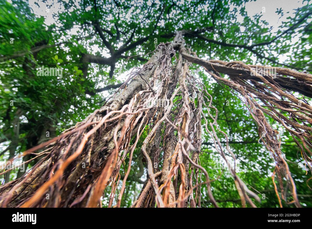 Braune Wurzeln hängen in der Luft, großer banyan-Baum – aufgenommen im Acharya Jagadish Chandra Bose Indian Botanic Garden, der früher als Indian Botanic Garden bekannt war, Stockfoto