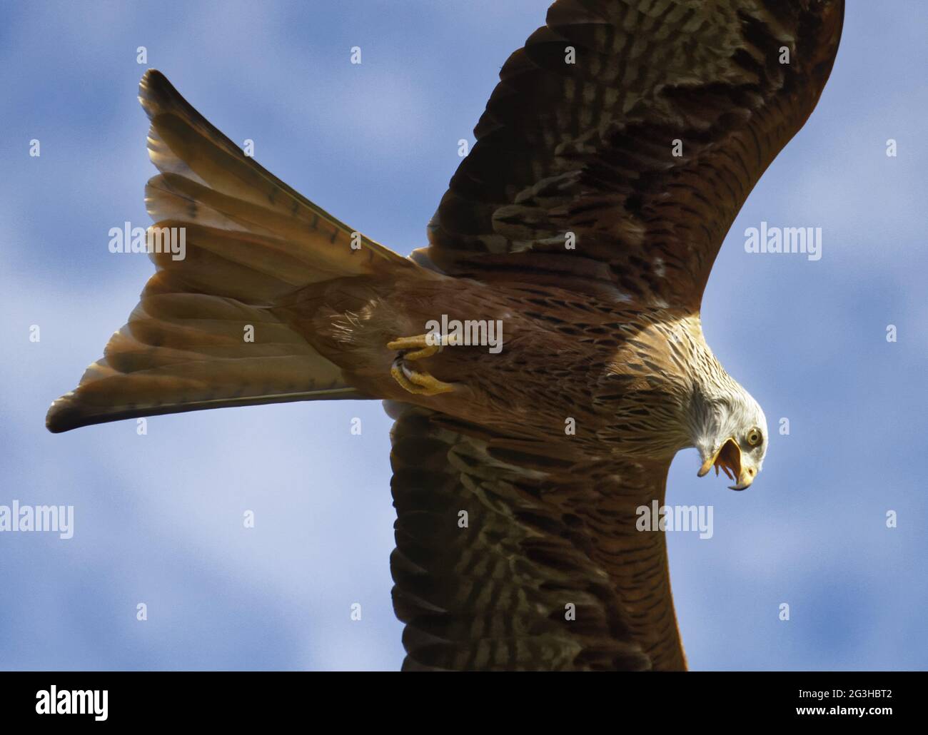 Red Kite, Milvus milvus. Stockfoto