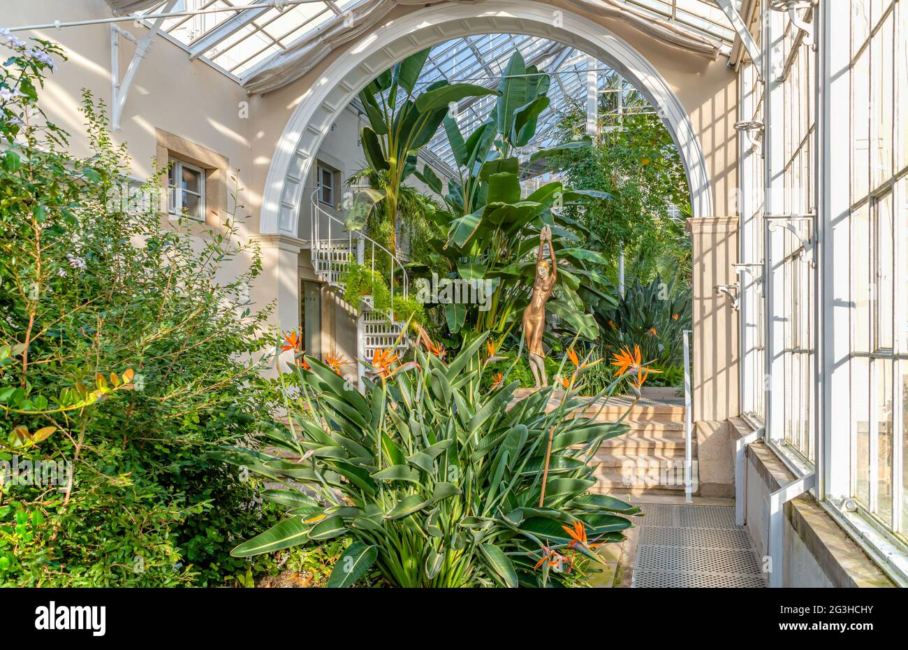 Innenraum des Palmenhauses im Schlossgarten Pillnitz bei Dresden, Sachsen, Deutschland. Stockfoto