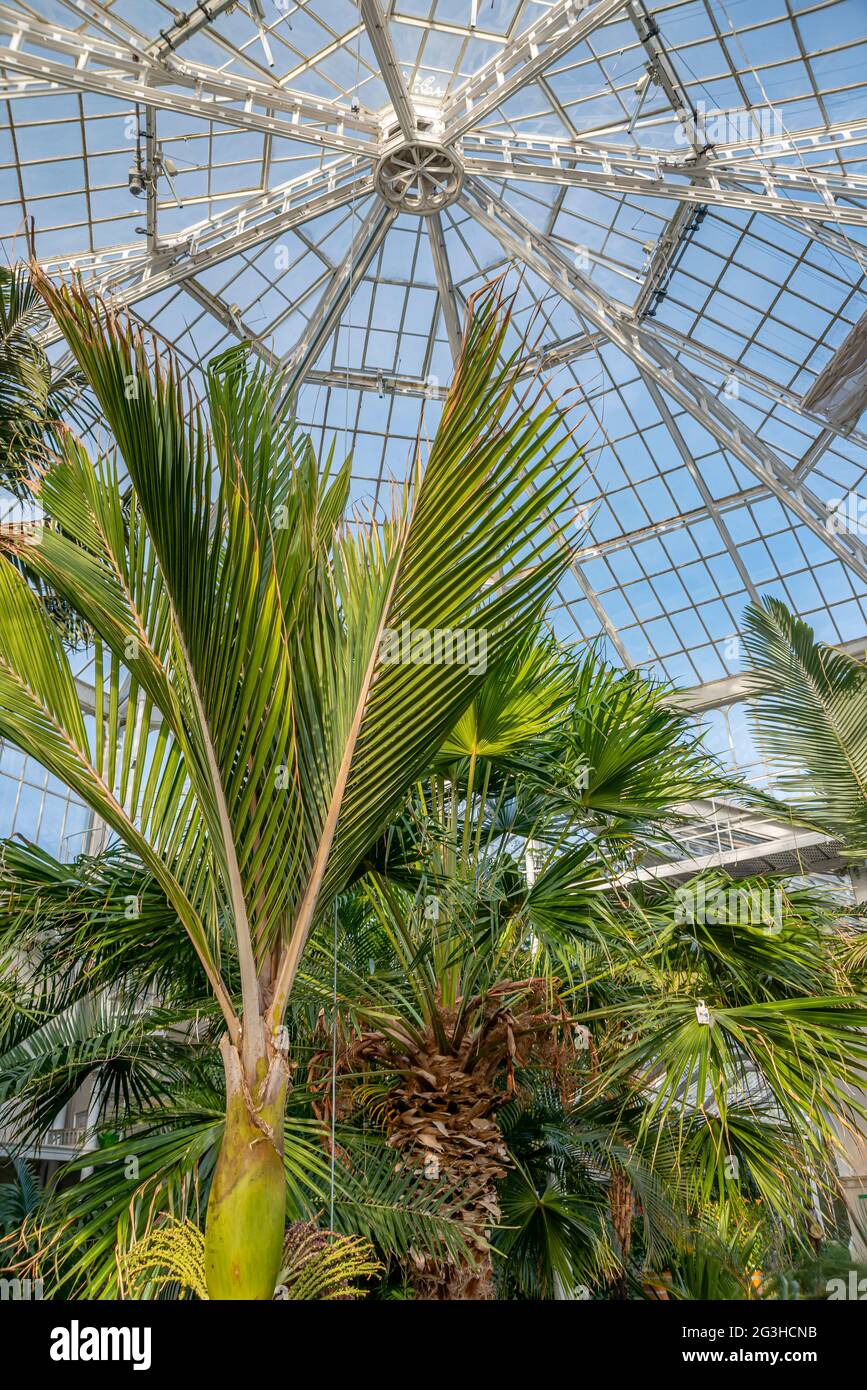 Innenraum des Palmenhauses im Schlossgarten Pillnitz bei Dresden, Sachsen, Deutschland. Stockfoto