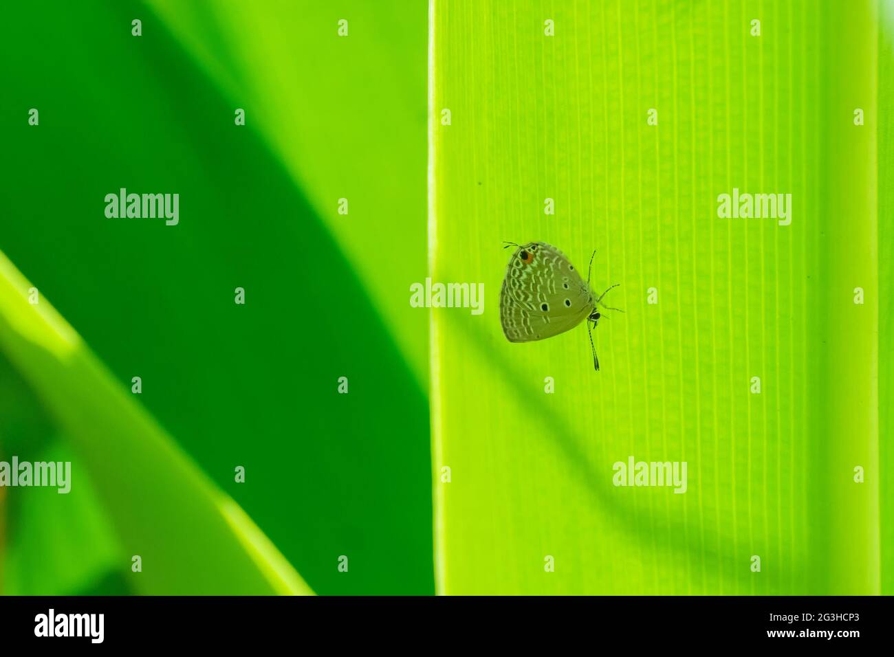 Ein kleiner Schmetterling, der auf einem grünen Blatt sitzt, Naturbild, Howrah, Westbengalen, Indien Stockfoto