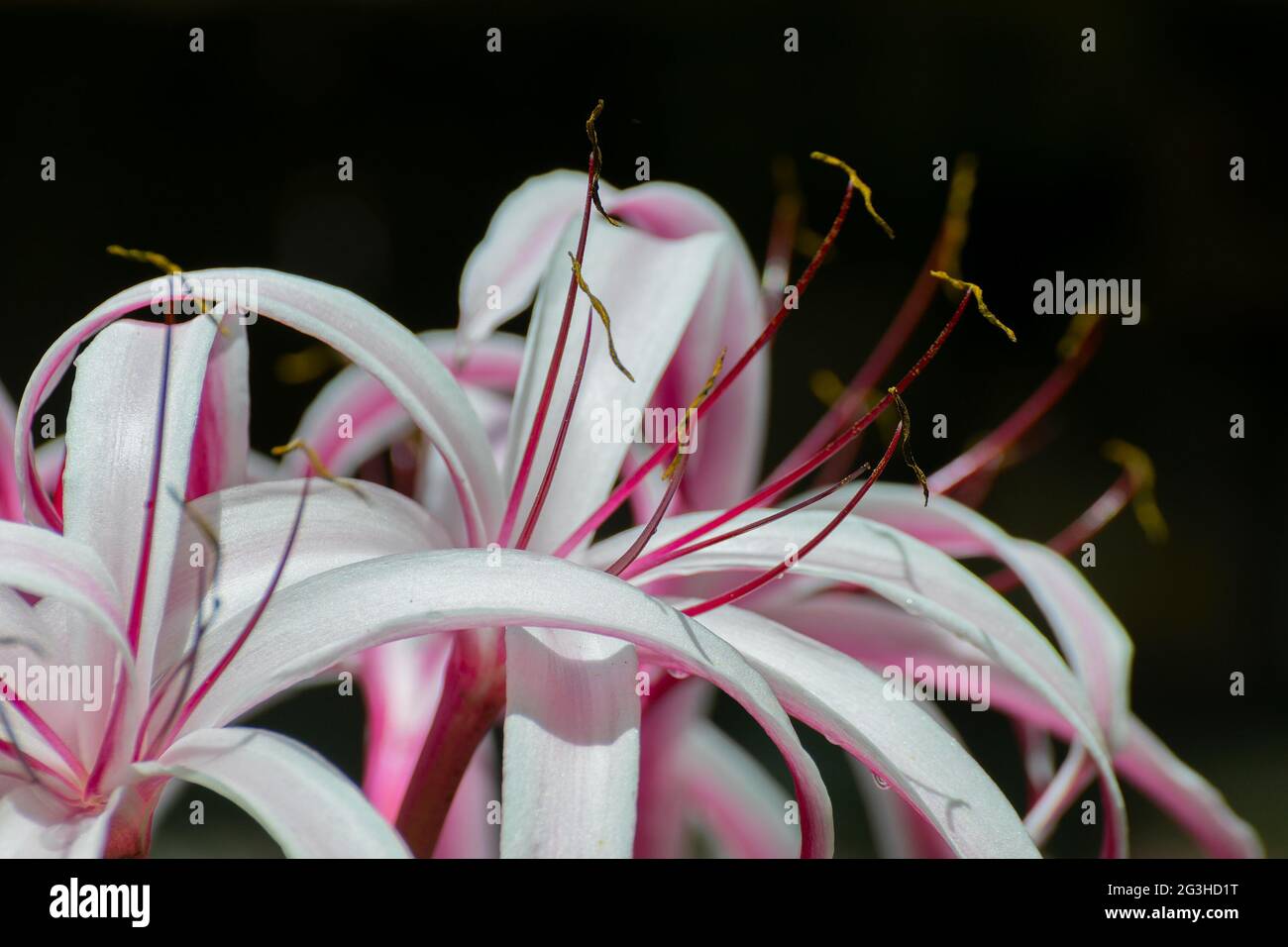 Lilium candidum, die Madonnenlilie oder weiße Lilienblume und ihre Blütenblätter, Howrah, Westbengalen, Indien Stockfoto