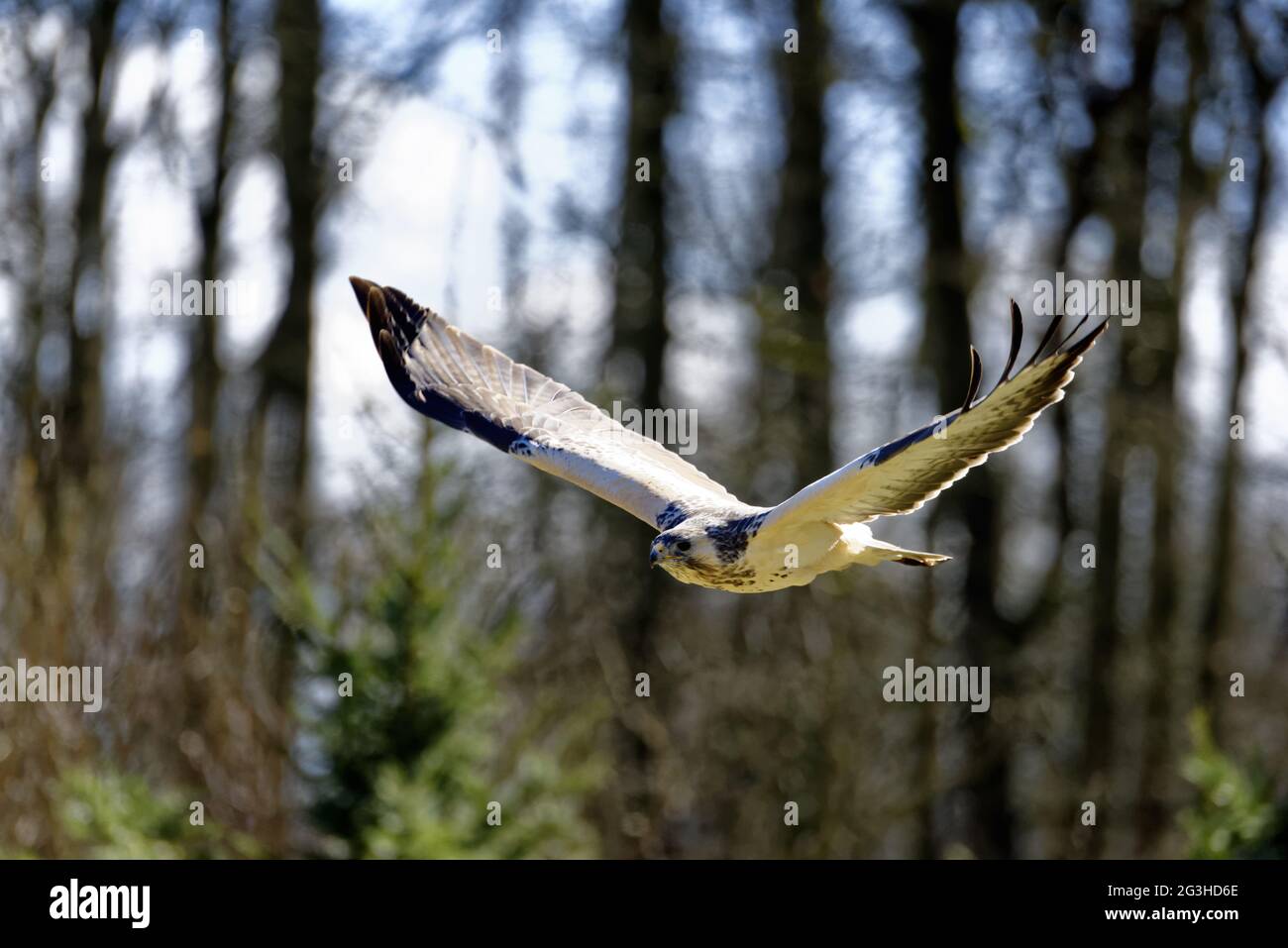 MÃ¤usebussard (buteo buteo) Stockfoto