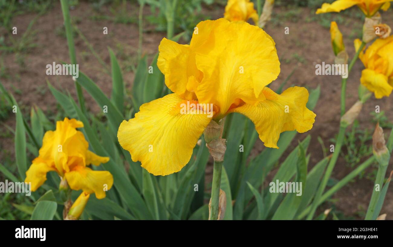 Irisblume mit gelben Blütenblättern auf einem Stiel mit grünen Blättern auf einem Blumenbett an einem Frühlingstag Stockfoto