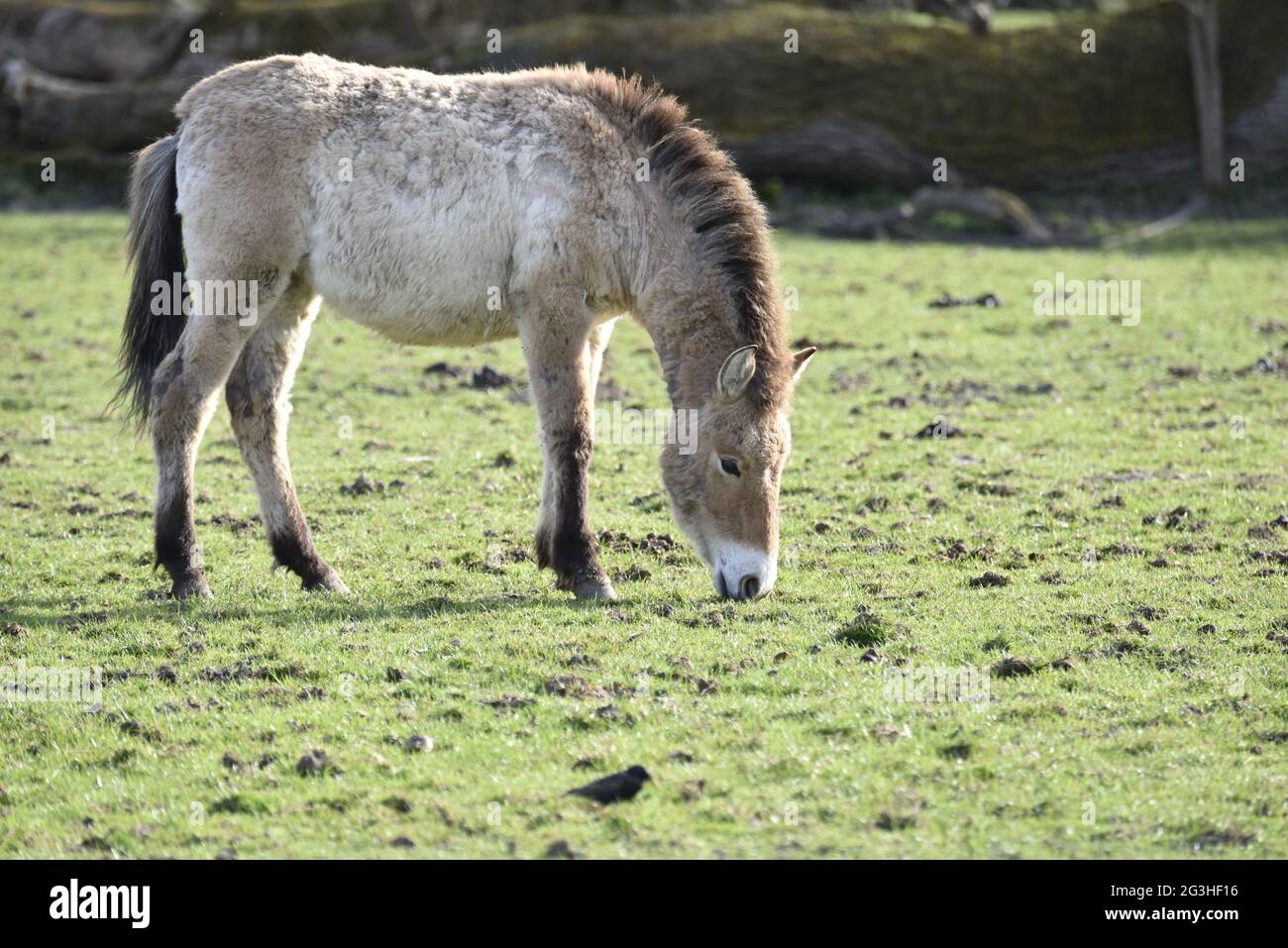 Przewalskis Pferde auf der Wiese. Stockfoto