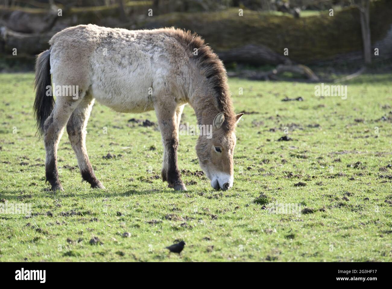 Przewalskis Pferde auf der Wiese. Stockfoto