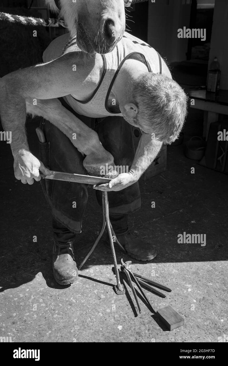 In Großbritannien wird ein Pferd von einem Frieger beschlagen. Nach dem Einbau des neuen Schuhs den HUF abfeilen. Stockfoto