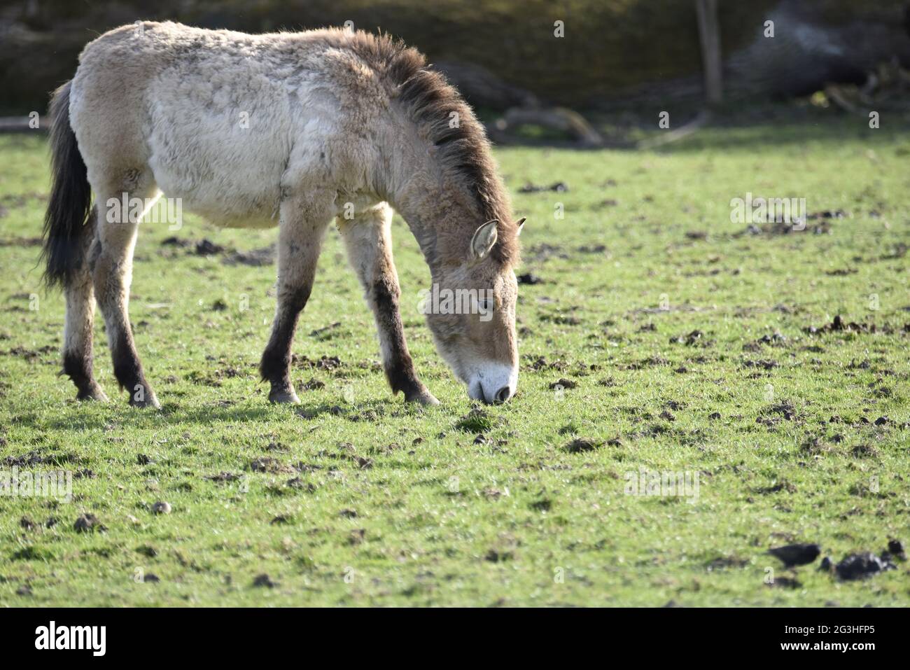 Przewalskis Pferde auf der Wiese. Stockfoto