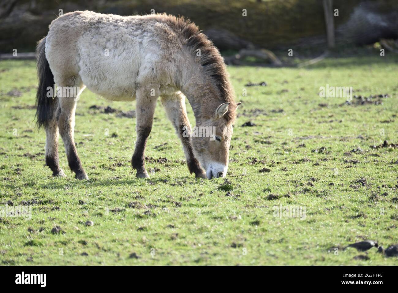 Przewalskis Pferde auf der Wiese. Stockfoto